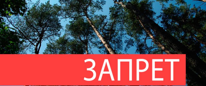 В Гомельской области введен запрет на посещение лесов