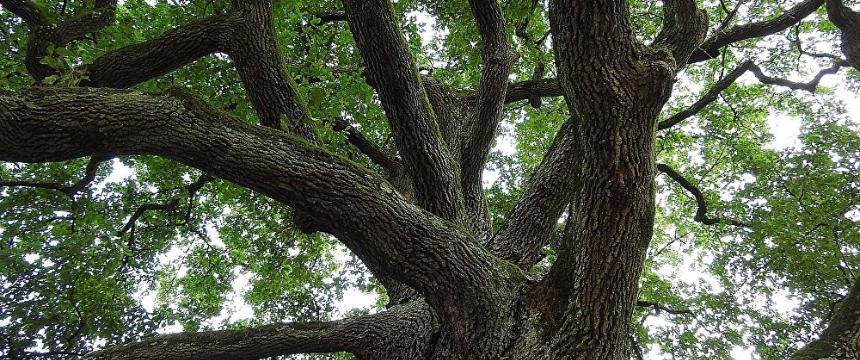 В Мозырском районе найден 400-летний дуб-старожил 