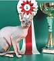Выставка кошек "Парад чемпионов". Выставочный зал