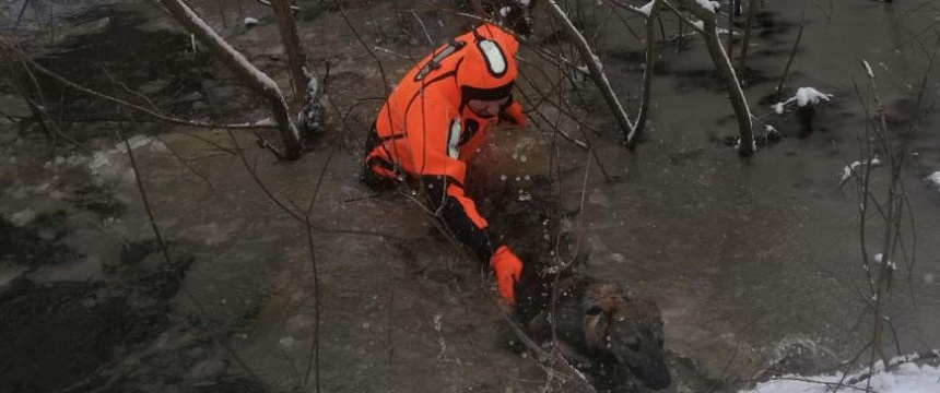 Хрупкий лед не выдерживает даже вес собаки. В Мозыре работники ОСВОД спасли питомца на Припяти