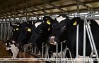 В Калинковичском районе несколько ферм незаконно продали почти 500 коров и телят