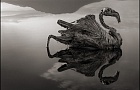 Озеро Натрон превращает животных в камень, если те коснуться его
