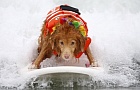 В Калифорнии прошли соревнования по серфингу среди собак