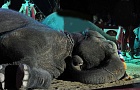 В могилевском цирке с двухметровой высоты упал слон (видео)