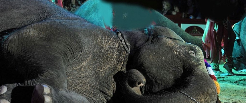В могилевском цирке с двухметровой высоты упал слон (видео)