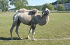 Фотофакт: верблюды облюбовали Мозырь