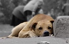 Не оставайтесь равнодушными! В центре внимания мозырян - бездомные собаки