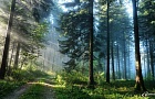 Мозырский район открыт для посещения леса