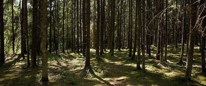 Пенсионер потерялся в лесу в Петриковском районе