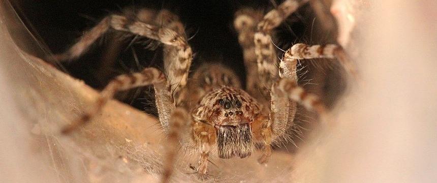 Новый ядовитый паук обнаружен в Беларуси