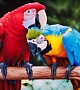 Выставка экзотических попугаев, 18 февраля - 9 марта, Выставочный зал