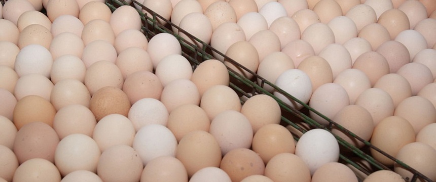 Инкубаторий почти на 8 млн яиц в год открыли в мозырской "Заре"