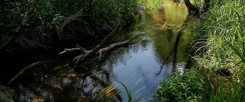 Запреты и ограничения на посещение лесов введены в 11 районах Гомельской области