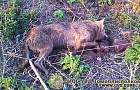 В Хойникском районе волк напал на деревню
