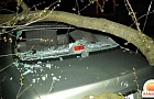 На автомобиль Mazda в г. Светлогорске упало дерево.