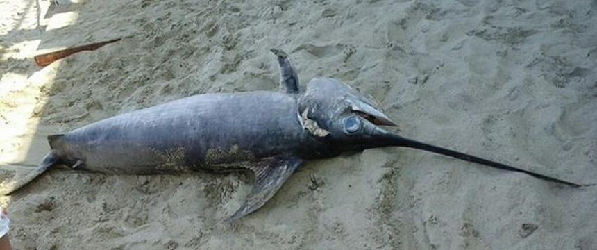 В Светлогорске на берег выбросило двухметровую рыбу-меч