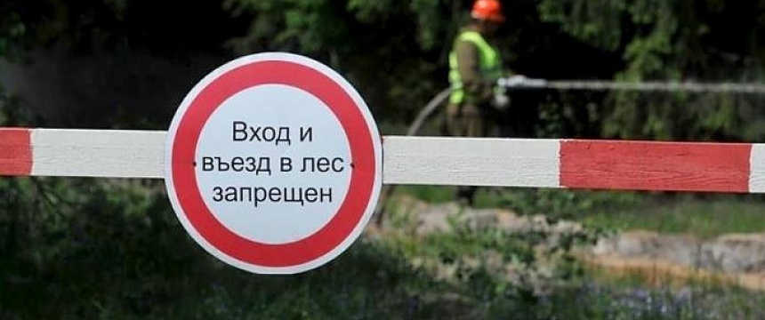Запрет на посещение лесов действует в 81 районе Беларуси.
