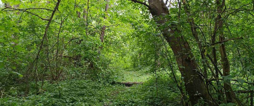 Ограничения на посещение лесов действуют в пяти районах Беларуси
