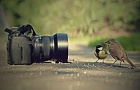 Чемпионат по фотографированию птиц собирает участников