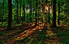 В борьбе за чистые леса