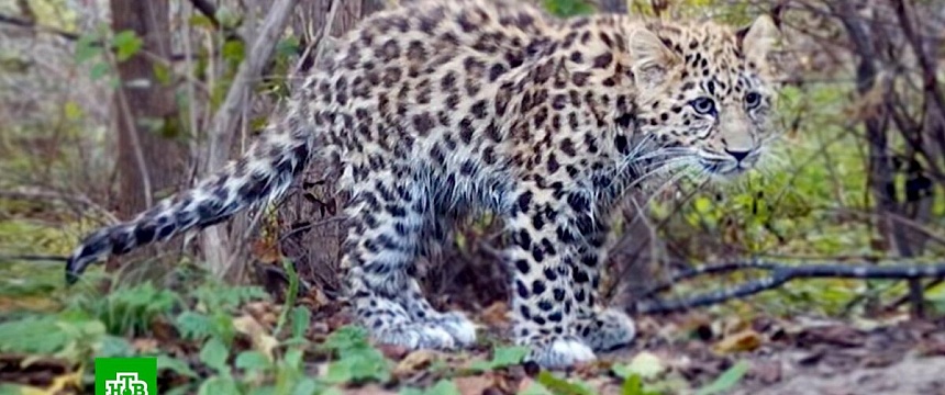 В Мозырском районе на волю "сбежал" леопард – ловить его не пришлось