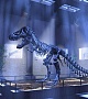 Выставка движущихся гигантов "Планета динозавров"