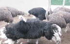 Внимание! Последний сезон экскурсия на страусиную ферму в Мозыре