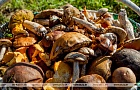 В Гомельской области зарегистрировано восемь случаев отравления грибами