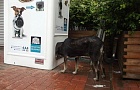 Автомат для кормления бездомных животных