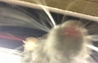 На спящего в метро американца забралась крыса и сделала селфи