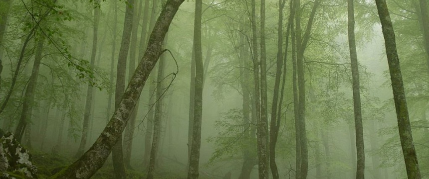 Тест: что можно узнать о себе из воображаемой прогулки по лесу?